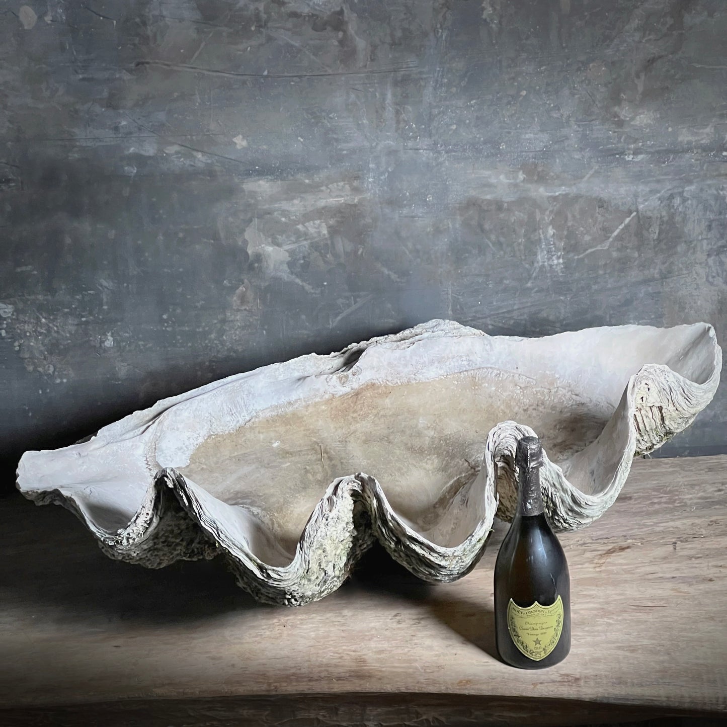 Enormous Antique Giant Clam Shell ‘Tridacna Gigas’