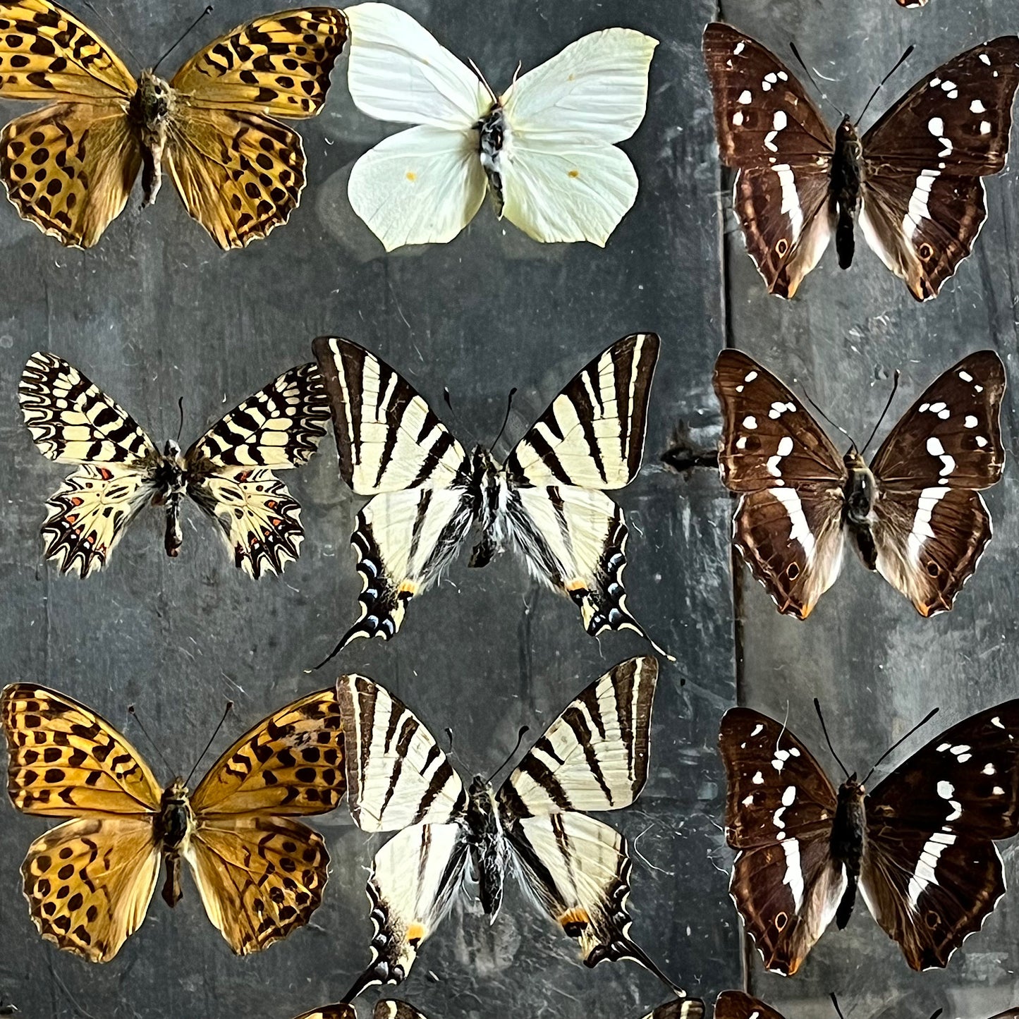 Vintage Butterfly Case III - Formerly Museum Collection Mid 20th Century