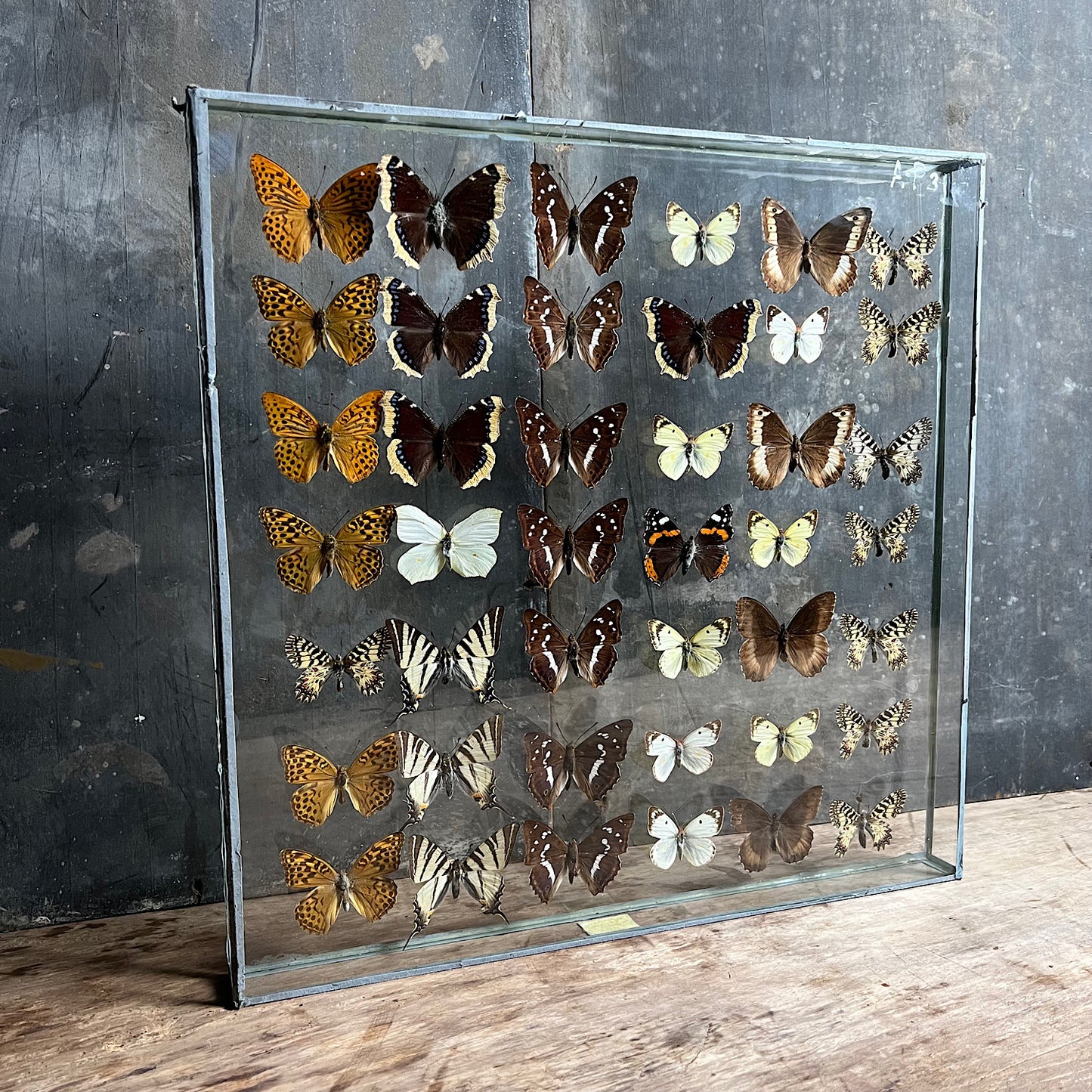 Vintage Butterfly Case III - Formerly Museum Collection Mid 20th Century