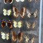Vintage Butterfly Case III - Formerly Museum Collection Mid 20th Century