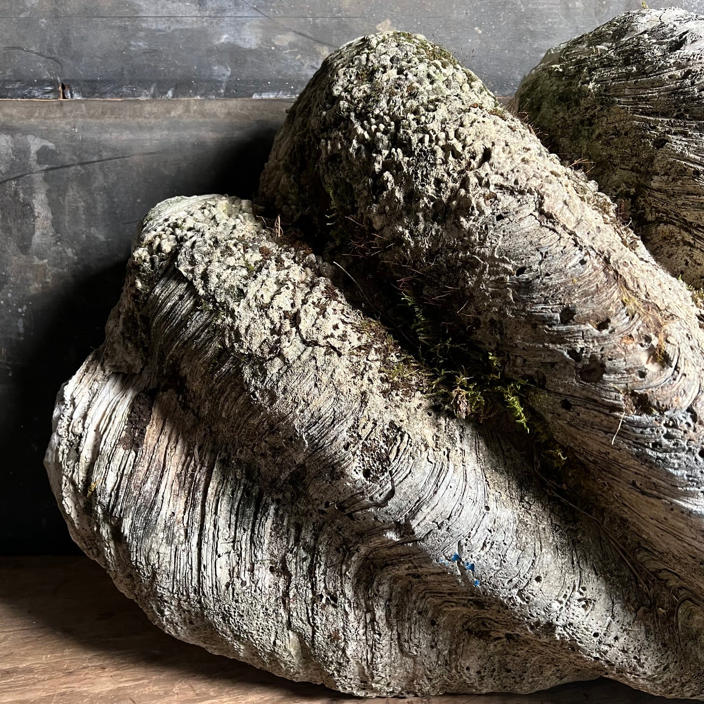 Enormous Antique Giant Clam Shell ‘Tridacna Gigas’