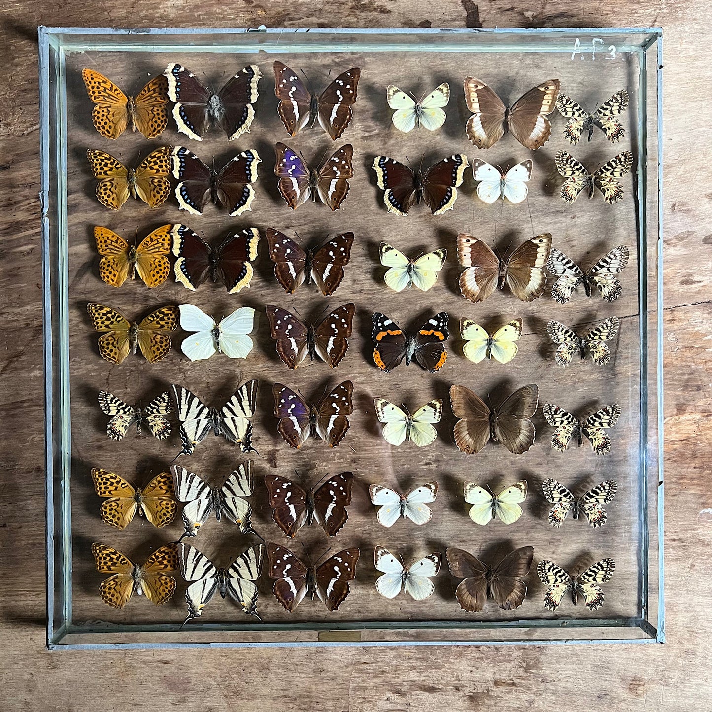 Vintage Butterfly Case III - Formerly Museum Collection Mid 20th Century