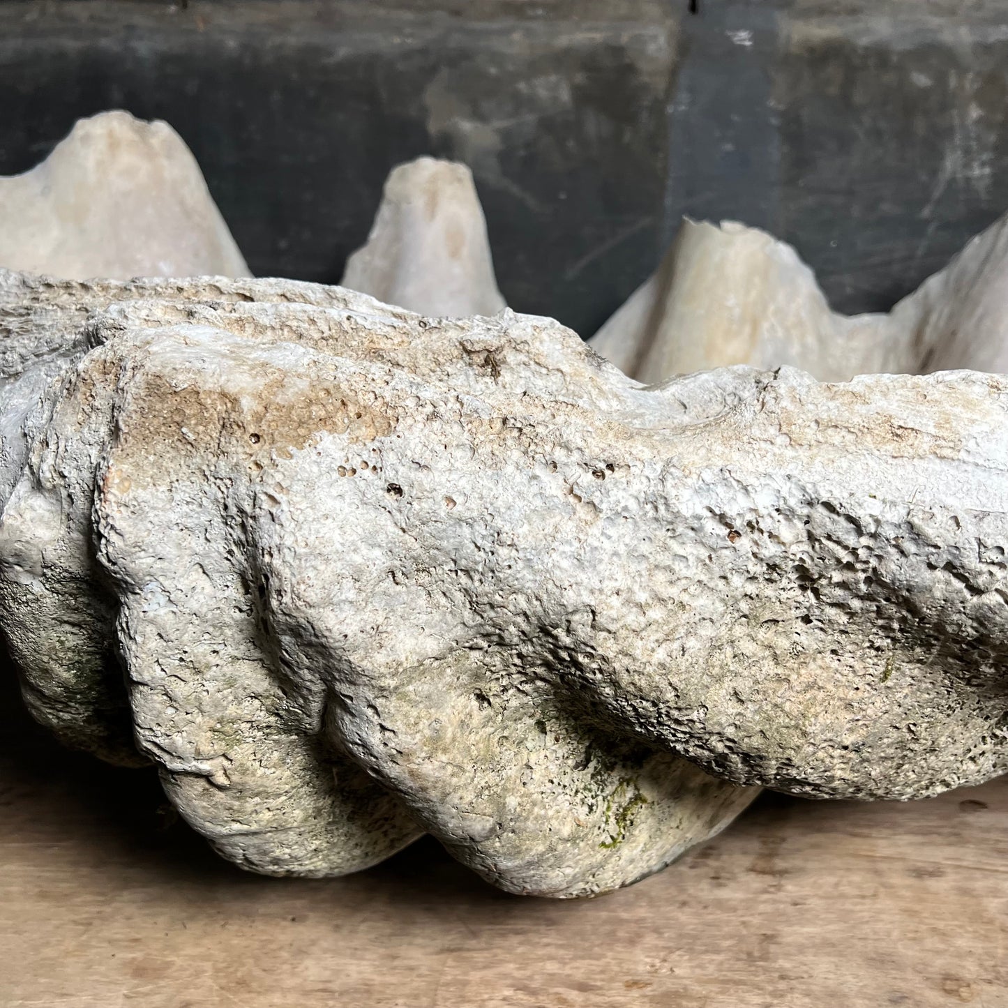 Enormous Antique Giant Clam Shell ‘Tridacna Gigas’