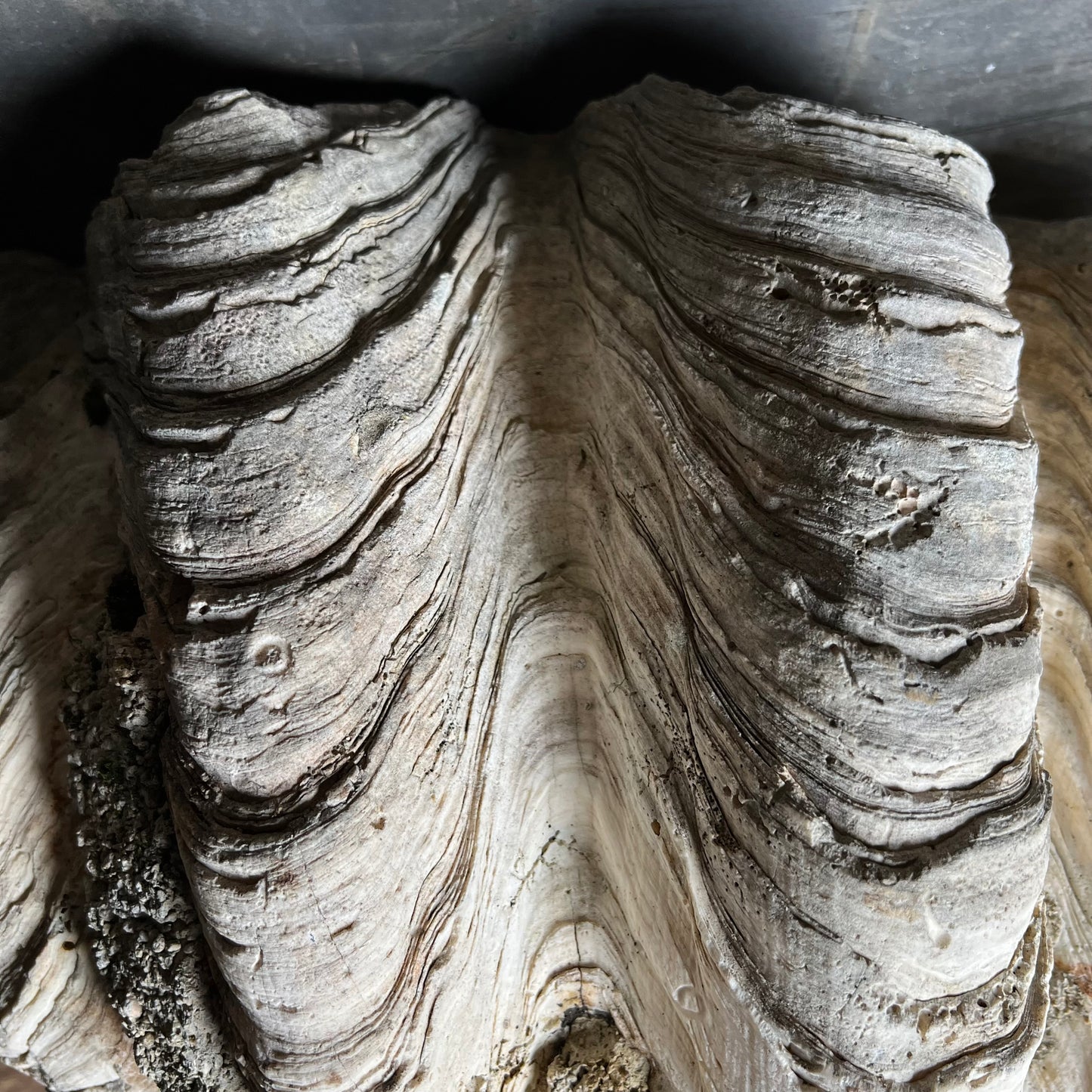 Giant Clam Shell or 'Tridacna Gigas'