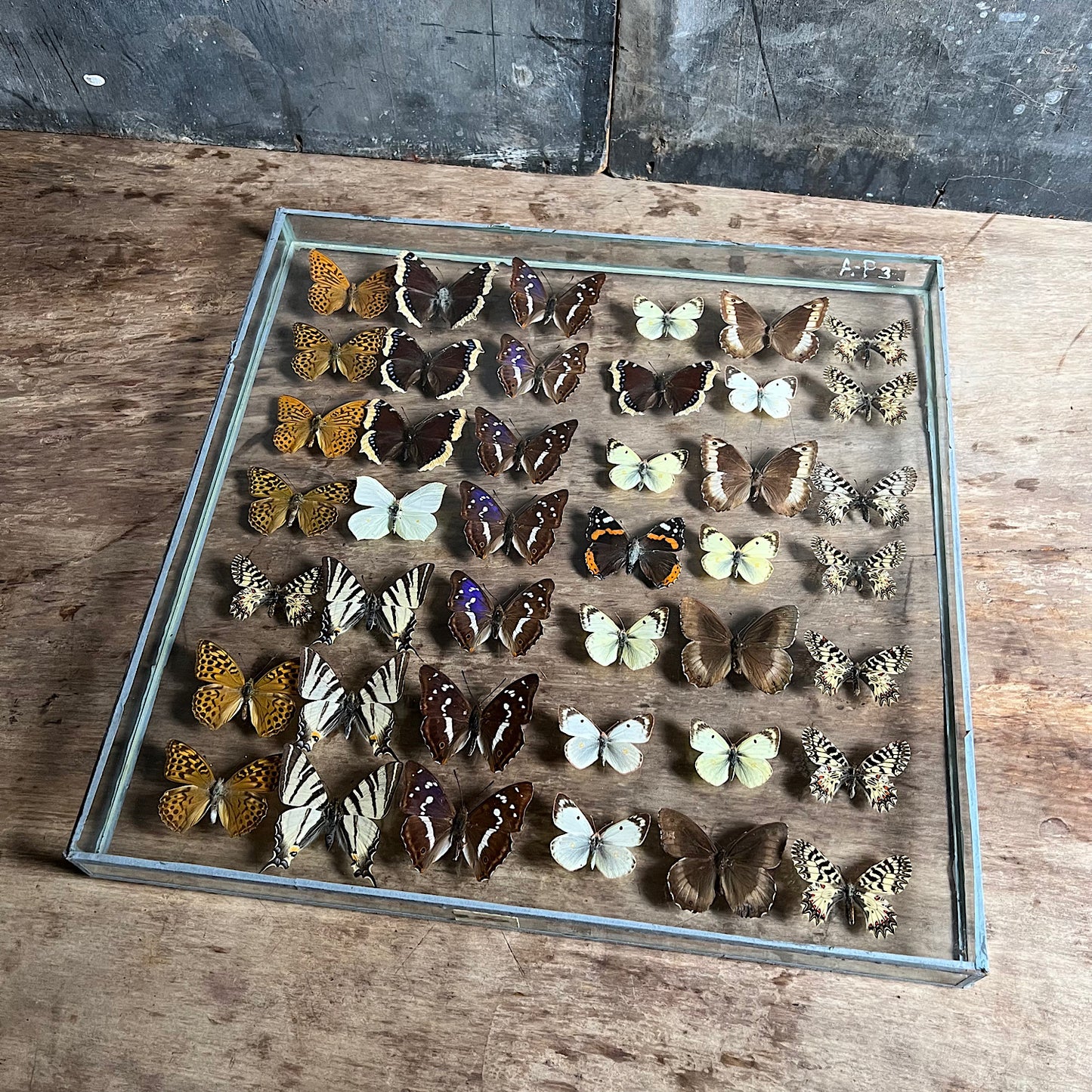 Vintage Butterfly Case III - Formerly Museum Collection Mid 20th Century