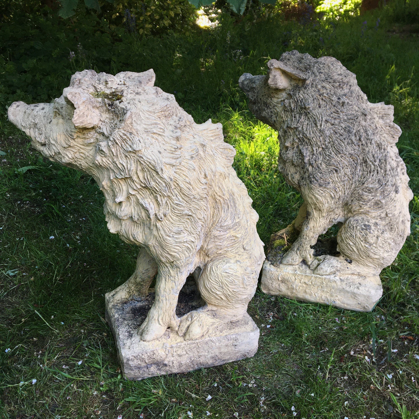 Pair of Wild Boar