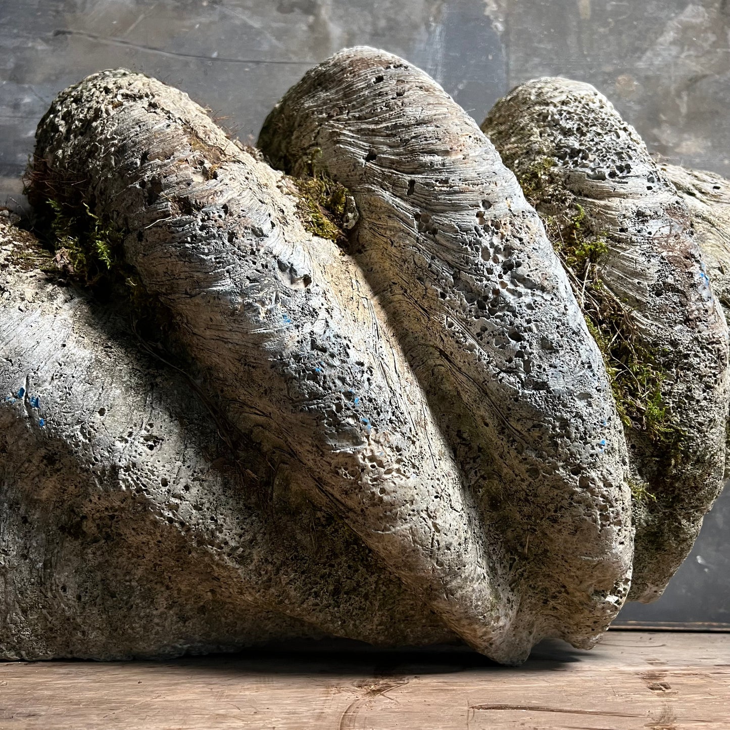 Enormous Antique Giant Clam Shell ‘Tridacna Gigas’