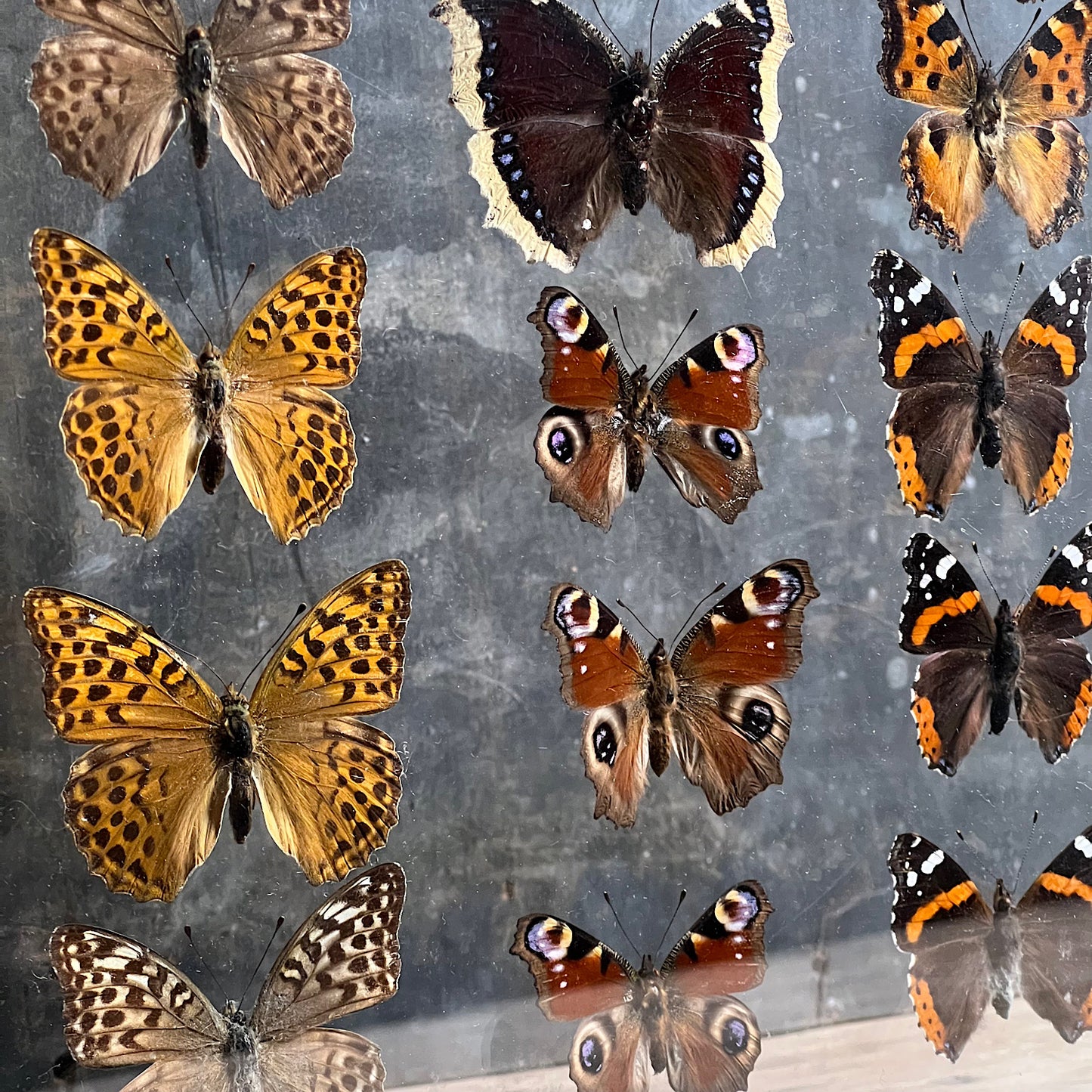 Vintage Butterfly Case I - Formerly Museum Collection Mid 20th Century