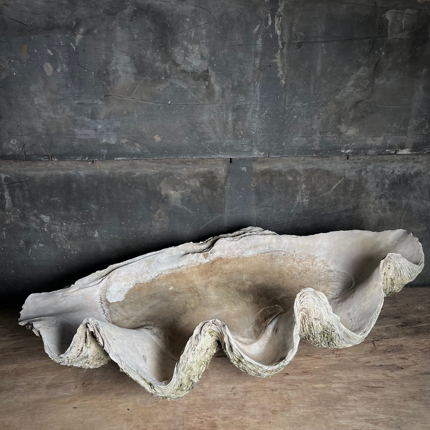 Enormous Antique Giant Clam Shell ‘Tridacna Gigas’