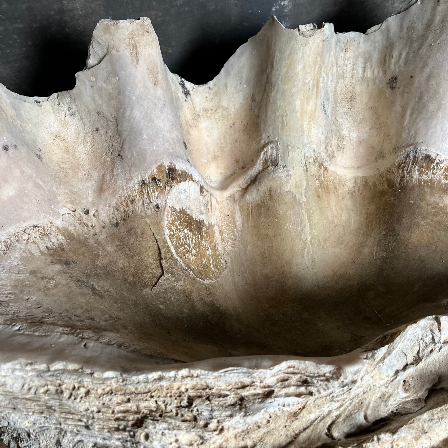 Enormous Antique Giant Clam Shell ‘Tridacna Gigas’