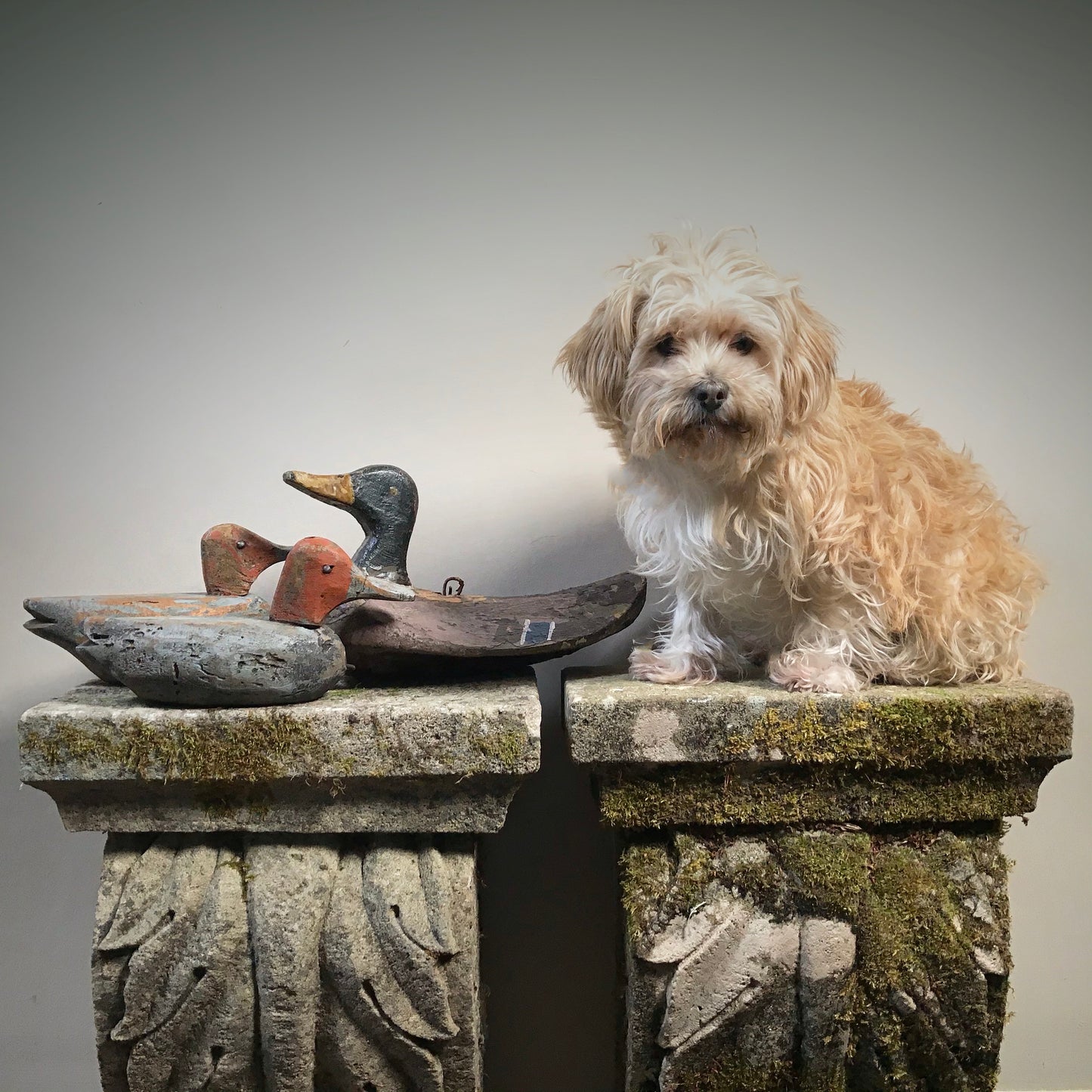 Pair of American Decoy Ducks