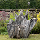 Primitive Star-Form Root Chair Mid 20th Century