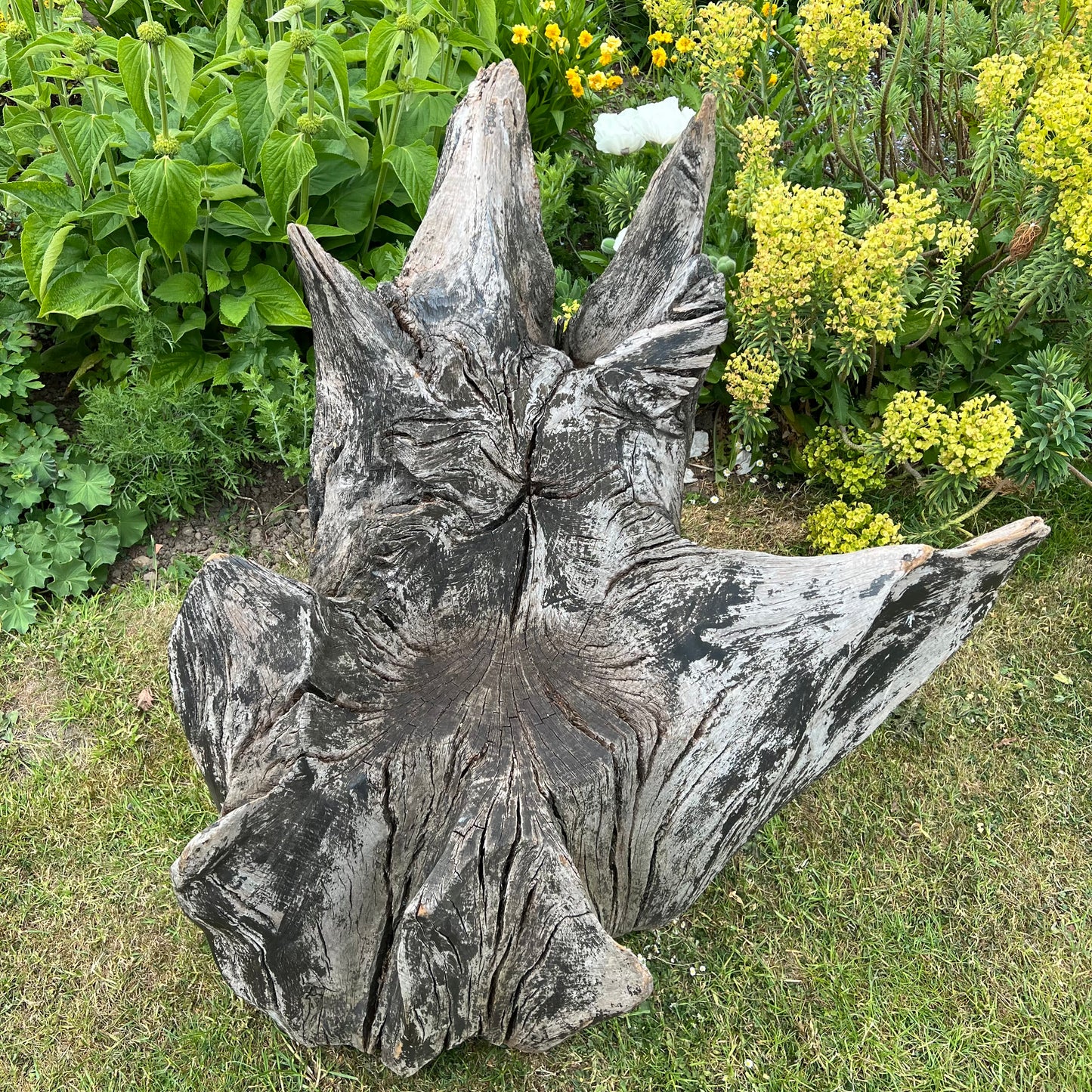Primitive Star-Form Root Chair Mid 20th Century