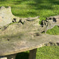 Primitive Organically Formed Root Bench