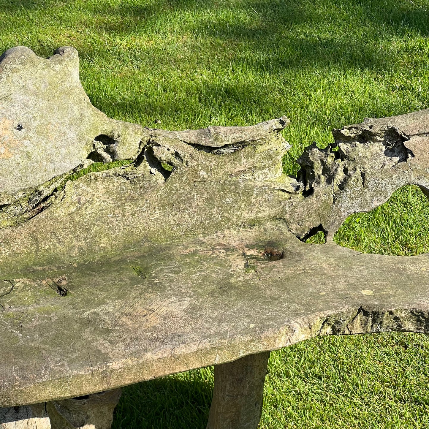 Primitive Organically Formed Root Bench