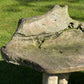 Primitive Organically Formed Root Bench