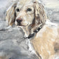Chloë Holt RCA FRSA - “Honey” Commissioned Dog Portrait