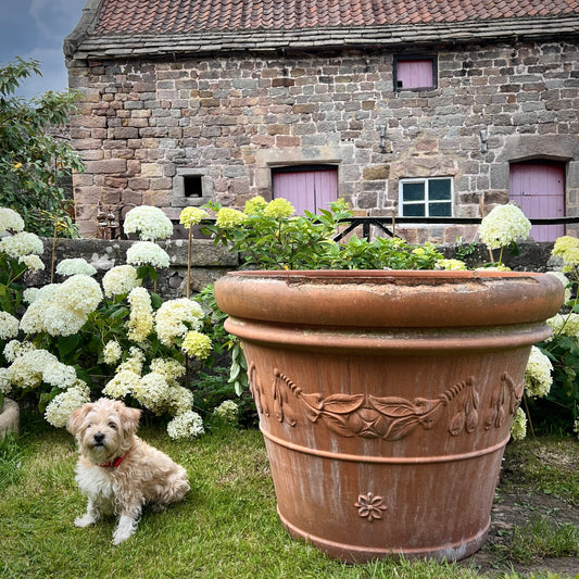 Huge Terracotta Planter