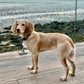 Chloë Holt RCA FRSA - “Honey” Commissioned Dog Portrait