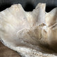 Enormous Antique Giant Clam Shell ‘Tridacna Gigas’