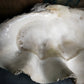 Monolithic Antique Giant Clam Shell 'Tridacna Gigas'