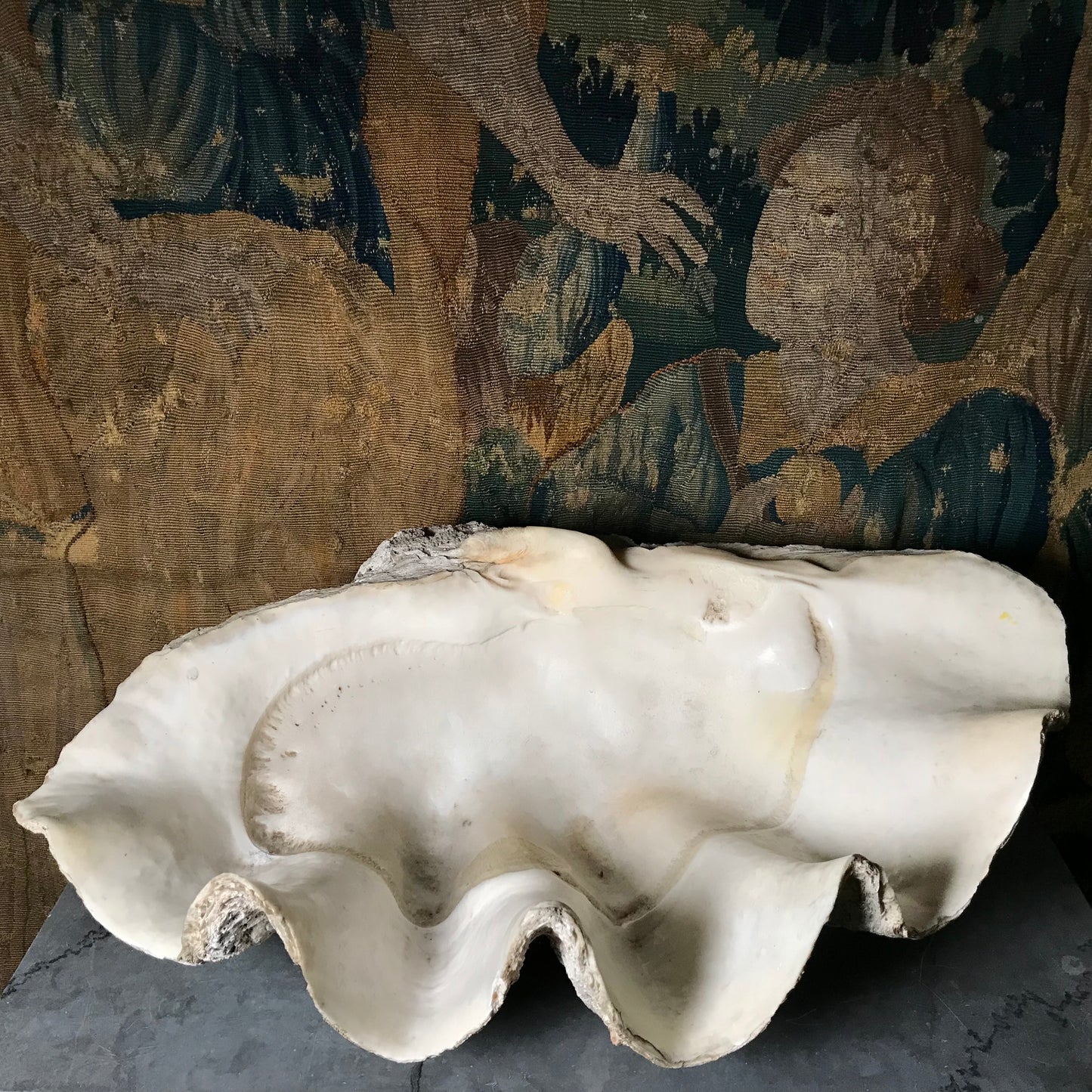 Monolithic Antique Giant Clam Shell 'Tridacna Gigas'