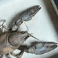 Taxidermy Crayfish d.1963