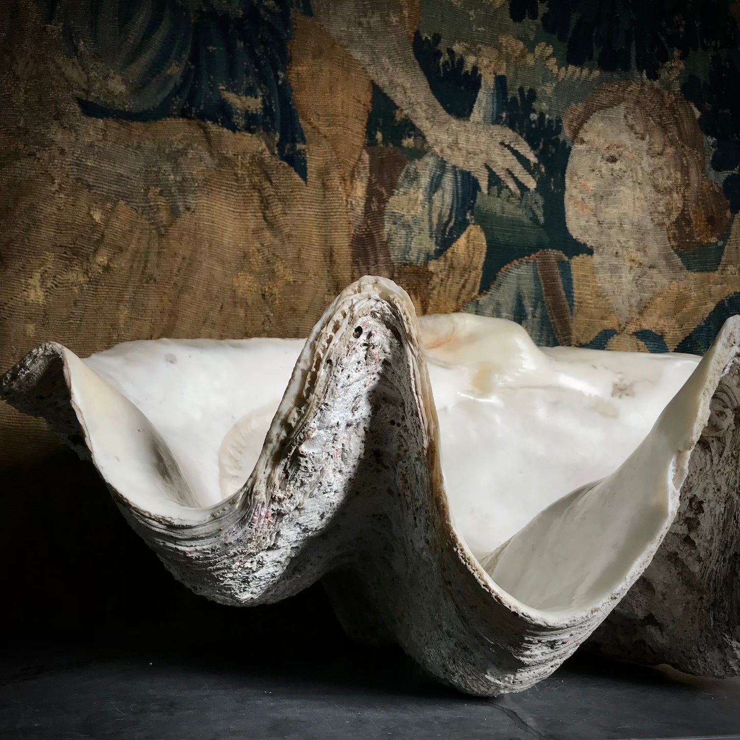 Monolithic Antique Giant Clam Shell 'Tridacna Gigas'