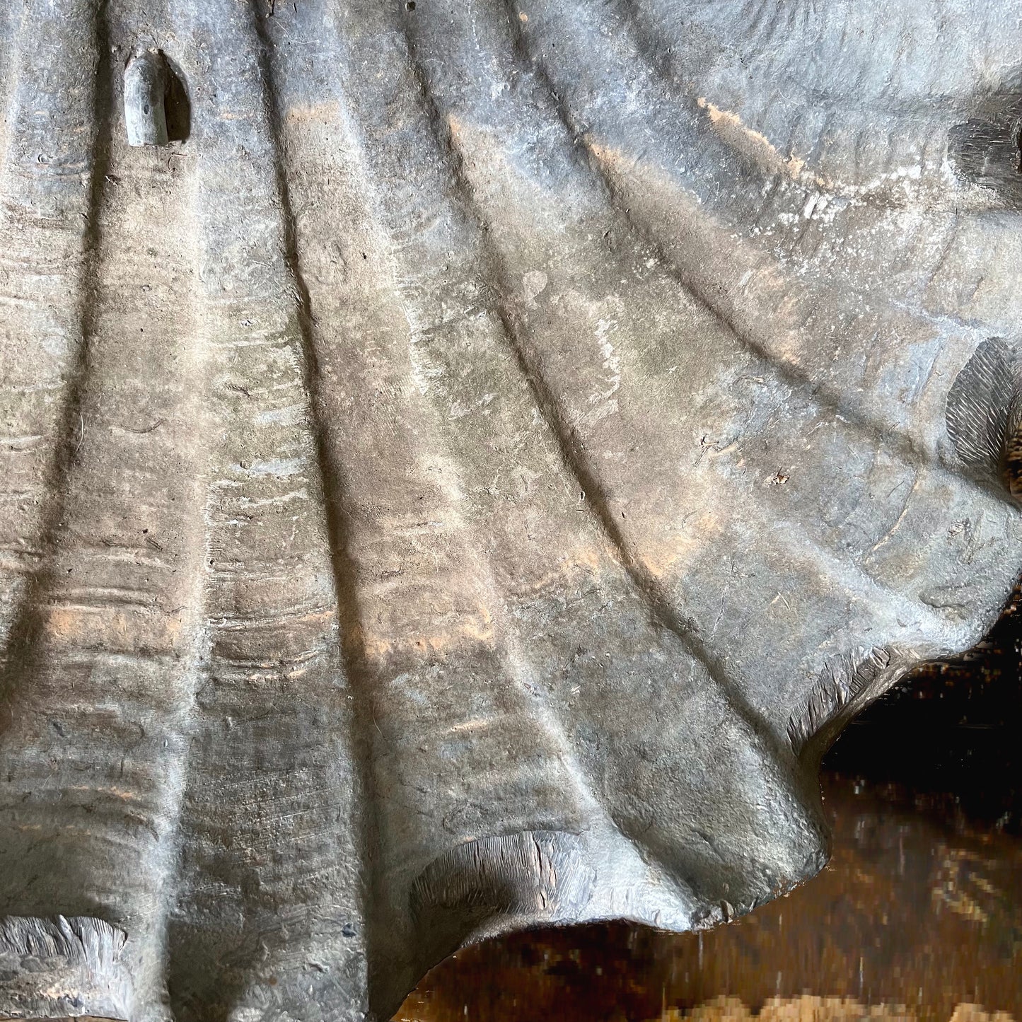 Lead Giant Clam Shell Fountain with Marble Pedestal c.1880