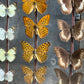 Vintage Butterfly Case II - Formerly Museum Collection Mid 20th Century