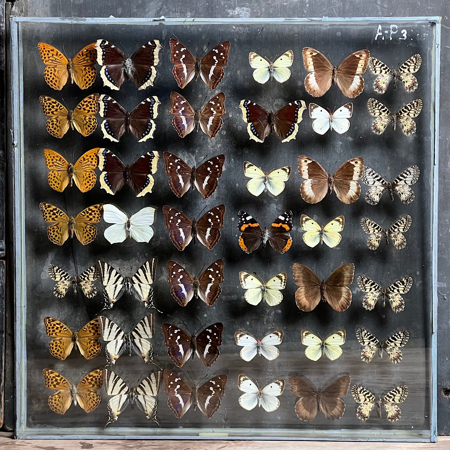 Vintage Butterfly Case III - Formerly Museum Collection Mid 20th Century