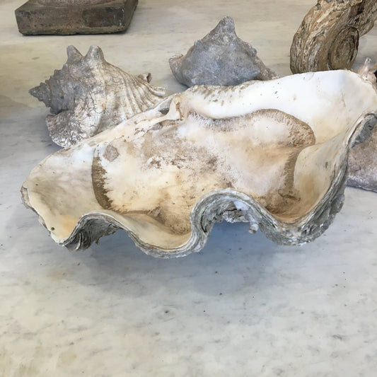Small ‘Giant Clam’ Shell
