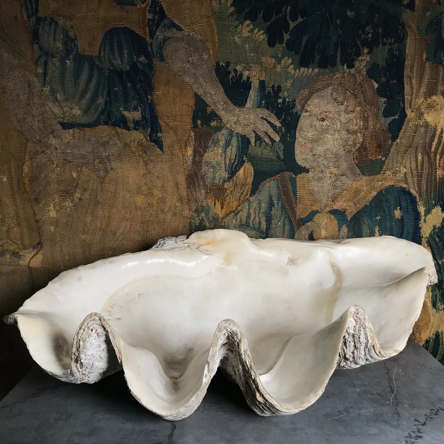 Monolithic Antique Giant Clam Shell 'Tridacna Gigas'