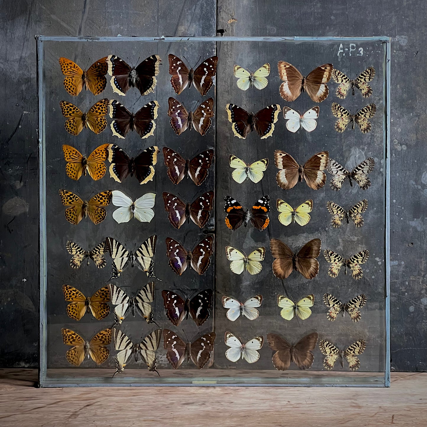 Vintage Butterfly Case III - Formerly Museum Collection Mid 20th Century