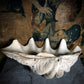 Monolithic Antique Giant Clam Shell 'Tridacna Gigas'