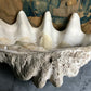 Monolithic Antique Giant Clam Shell 'Tridacna Gigas'