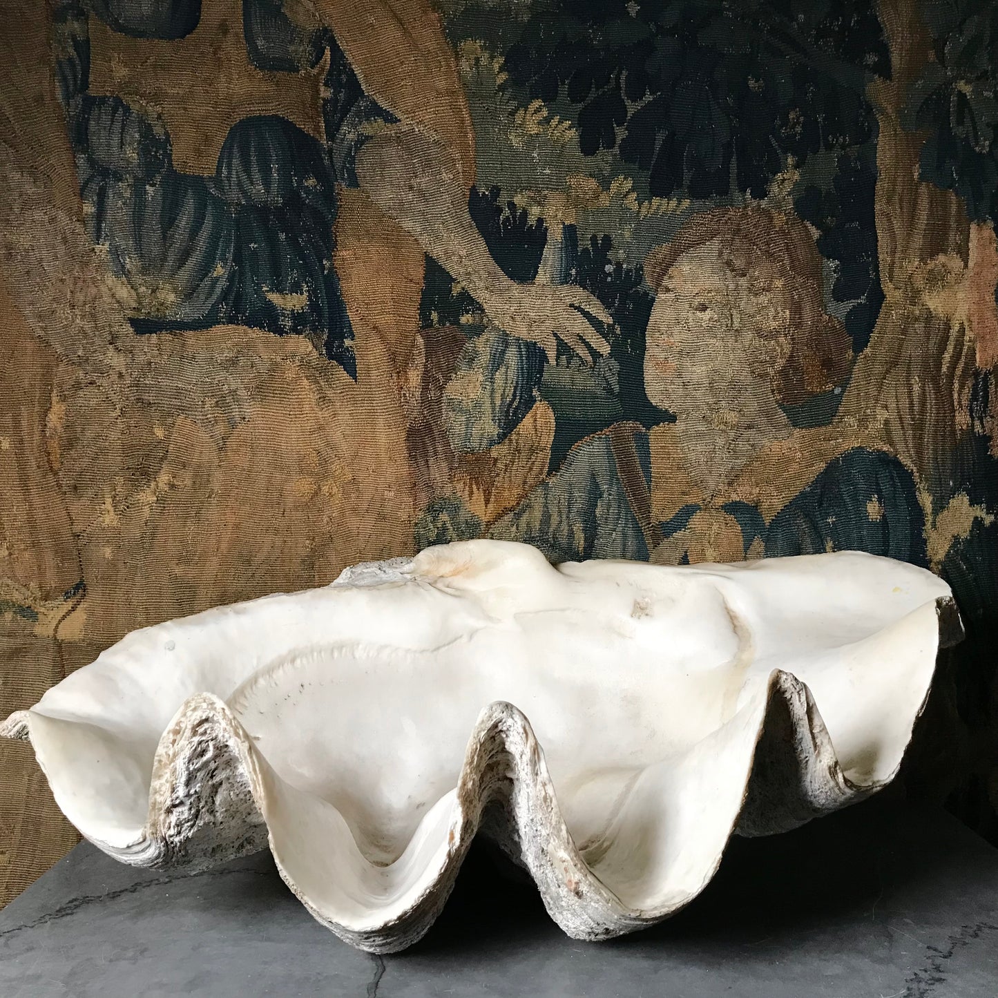 Monolithic Antique Giant Clam Shell 'Tridacna Gigas'