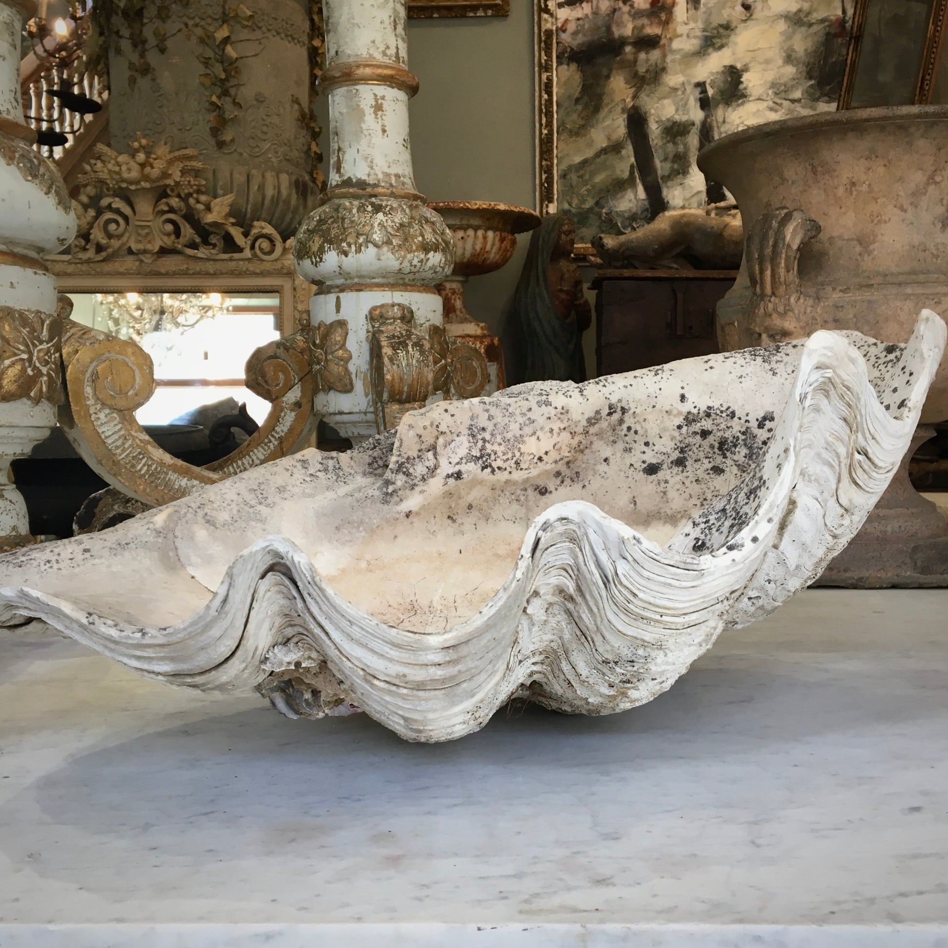 Giant Clam Shell – Chris Holmes Antiques
