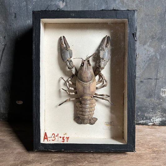 Taxidermy Crayfish d.1963