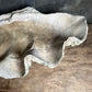 Enormous Antique Giant Clam Shell ‘Tridacna Gigas’