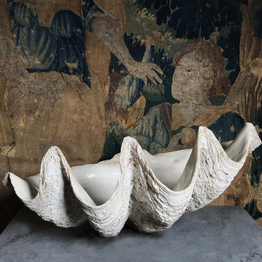 Monolithic Antique Giant Clam Shell 'Tridacna Gigas'