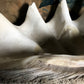 Monolithic Antique Giant Clam Shell 'Tridacna Gigas'