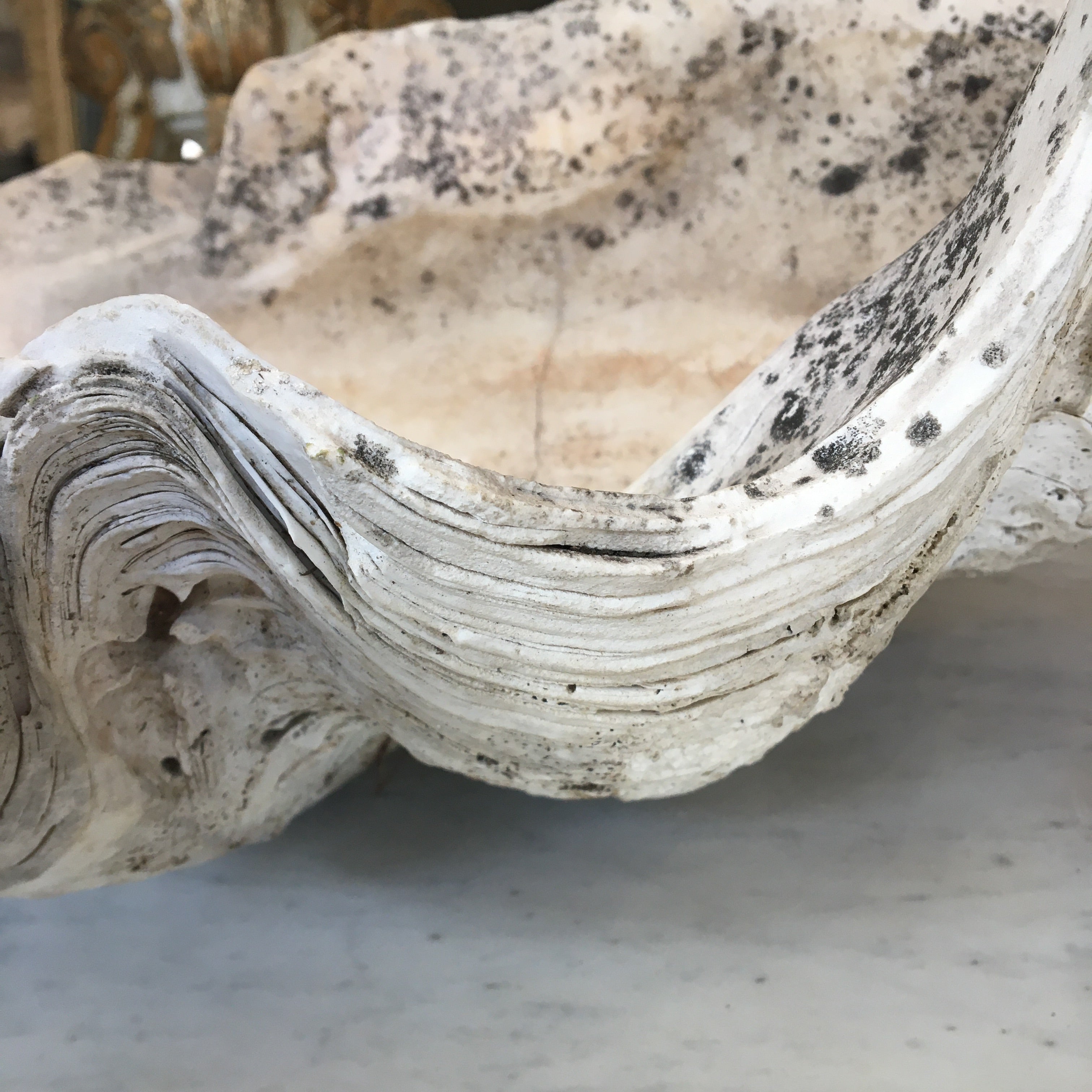 Giant Clam Shell