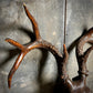 Carved Black Forest Wooden Folk Art Stag Head