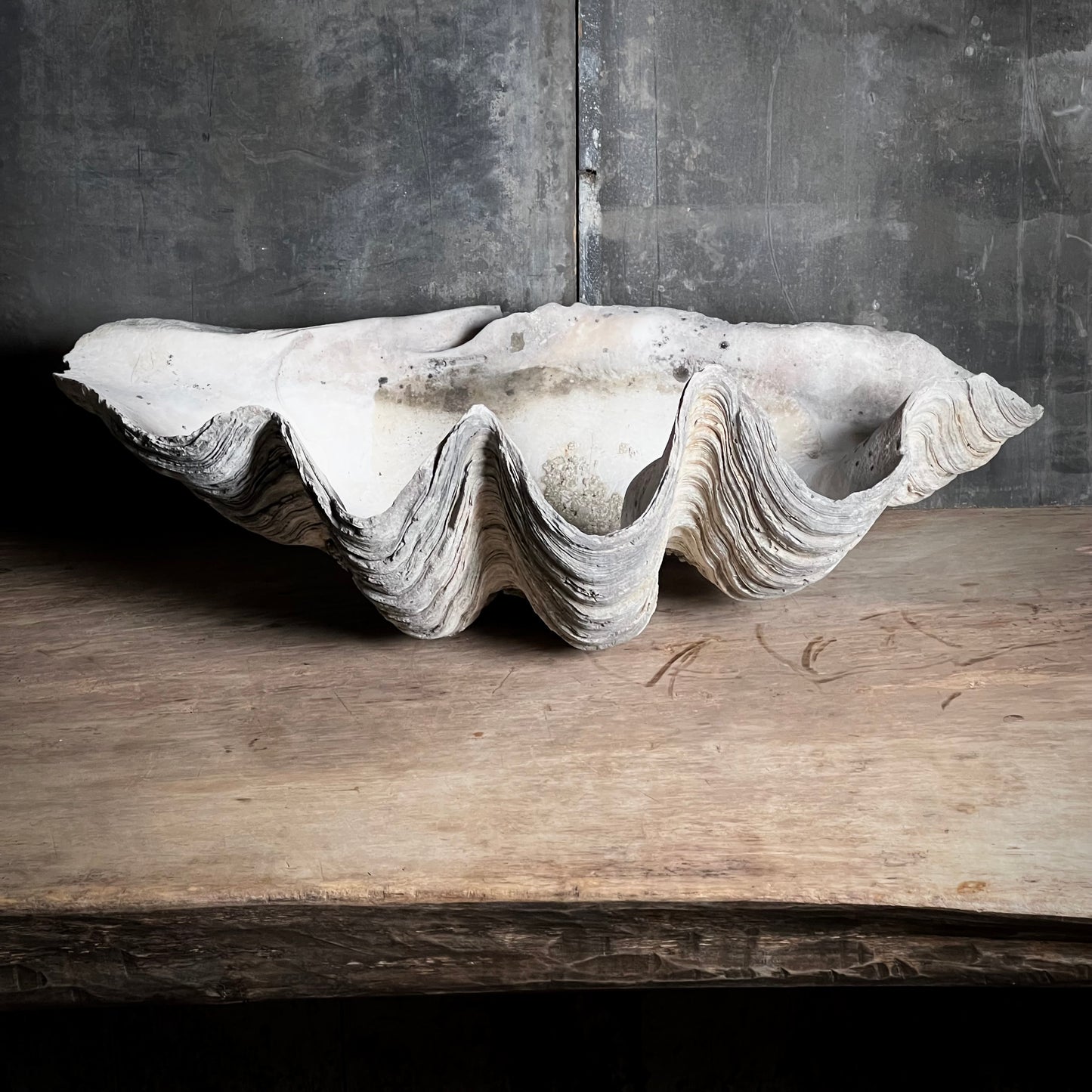 Giant Clam Shell or 'Tridacna Gigas' – Chris Holmes Antiques