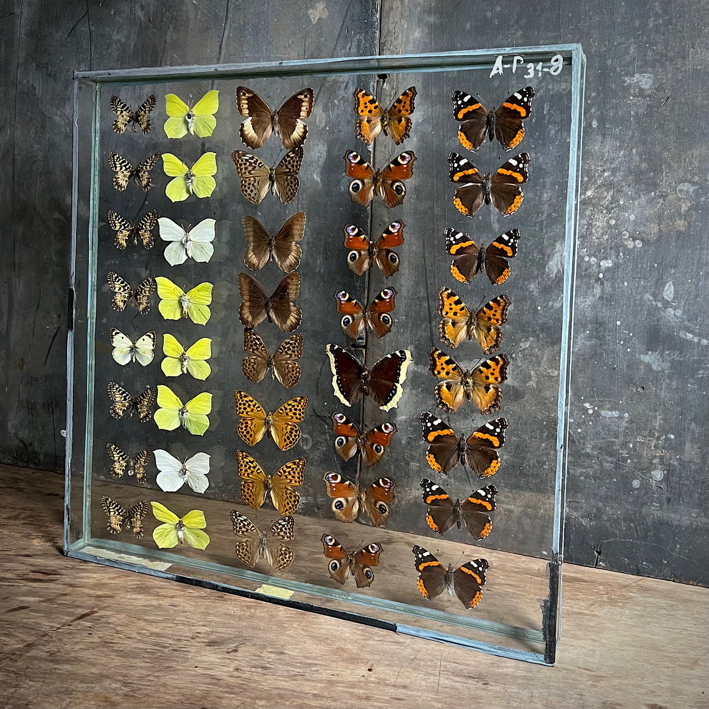 Vintage Butterfly Case I - Formerly Museum Collection Mid 20th Century