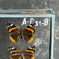 Vintage Butterfly Case I - Formerly Museum Collection Mid 20th Century